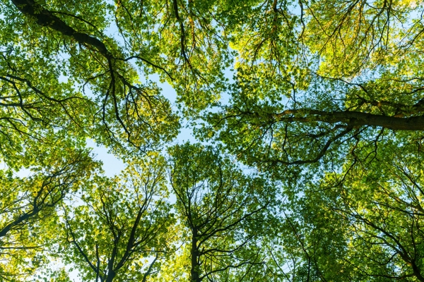 Trees