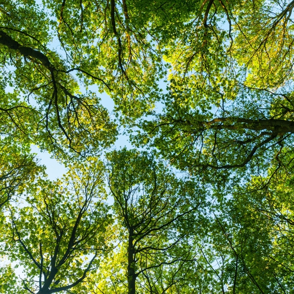 Trees