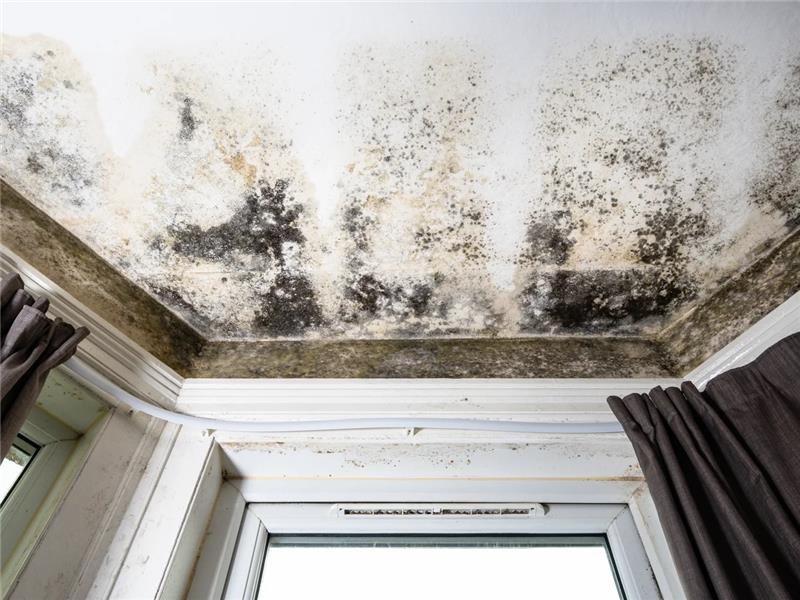 Significant Risk Damp And Mould